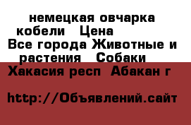 немецкая овчарка кобели › Цена ­ 25 000 - Все города Животные и растения » Собаки   . Хакасия респ.,Абакан г.